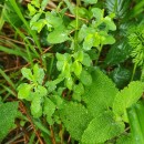 Euphorbia peplus L.Euphorbia peplus L.