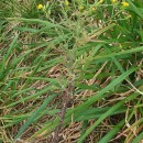Senecio sylvaticus L.Senecio sylvaticus L.