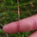 Carex pulicaris L.Carex pulicaris L.