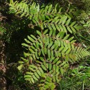 Osmunda regalis L.Osmunda regalis L.