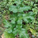 Heracleum sphondylium L. subsp. sphondyliumHeracleum sphondylium L. subsp. sphondylium