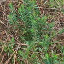 Euphorbia polygalifolia  Boiss. & Reut.Euphorbia polygalifolia  Boiss. & Reut.