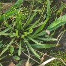 Plantago coronopus L.Plantago coronopus L.