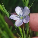 Linum bienne Mill.Linum bienne Mill.