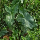 Arum italicum Mill.Arum italicum Mill.