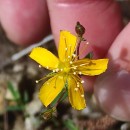 Hypericum linariifolium VahlHypericum linariifolium Vahl