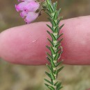 Erica tetralix L.Erica tetralix L.