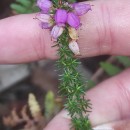 Erica cinerea L.Erica cinerea L.
