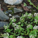 Corrigiola litoralis  L.Corrigiola litoralis L.
