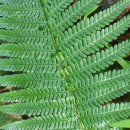 Dryopteris affinis - Grupo (Lowe) Fraser-JenkinsDryopteris affinis (Lowe) Fraser-Jenkins