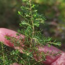 Erica arborea L.Erica arborea L.