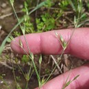 Juncus bufonius L.Juncus bufonius L.