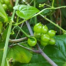 Dioscorea communis (L.) Caddick & WilkinDioscorea communis (L.) Caddick & Wilkin