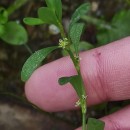 Polygonum aviculare L. subsp. rurivagum (Boreau) BerherPolygonum aviculare L. subsp. rurivagum (Boreau) Berher