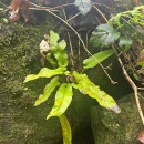 Asplenium scolopendrium L.Asplenium scolopendrium L.