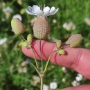 Silene vulgaris (Moench) Garcke subsp. vulgaris .Silene vulgaris (Moench) Garcke subsp. vulgaris .