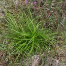 Carex pilulifera L.Carex pilulifera L.
