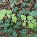 Chelidonium majus L.Chelidonium majus L.