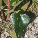 Smilax aspera L.Smilax aspera L.