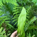 Asplenium scolopendrium L.Asplenium scolopendrium L.