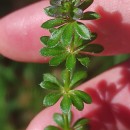 Galium mollugo L.Galium mollugo L.