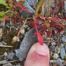 Rumex acetosella L.Rumex acetosella L.