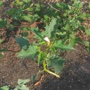 Datura stramonium L.Datura stramonium L.