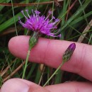 Serratula tinctoria L. subsp. seoanei (Willk.) M. LaínzSerratula tinctoria L. subsp. seoanei (Willk.) M. Laínz