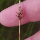 Carex davalliana Sm.Carex davalliana Sm.