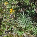 Helichrysum serotinum Boiss. subsp. picardii (Boiss. & Reut.) Galbany, L.Sáez & BenedíHelichrysum serotinum Boiss. subsp. picardii (Boiss. & Reut.) Galbany, L.Sáez & Benedí