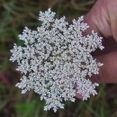 Daucus carota  L.Daucus carota  L.