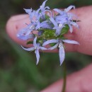 Jasione montana L.Jasione montana L.