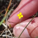 Cicendia filiformis (L.) DelarbreCicendia filiformis (L.) Delarbre