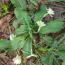 Primula vulgaris Huds.Primula vulgaris Huds.