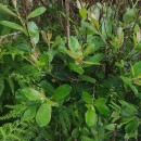 Salix atrocinerea Brot.Salix atrocinerea Brot.