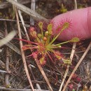 Drosera intermedia HayneDrosera intermedia Hayne