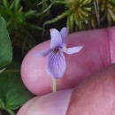 Viola palustris L.Viola palustris L.