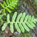 Polypodium vulgare L.Polypodium vulgare L.