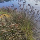 Juncus acutus L. subsp. leopoldi (Parl.) SnogerupJuncus acutus L. subsp. leopoldi (Parl.) Snogerup