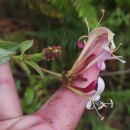 Lonicera periclymenum L. subsp. periclymenumLonicera periclymenum L. subsp. periclymenum