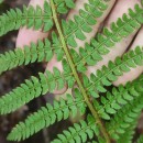 Polystichum setiferum (Forssk.) Woyn.Polystichum setiferum (Forssk.) Woyn.