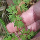 Silphiodaucus prutenicus (L.) Spalik, Wojew., Banasiak, Piwczyñski & Reduron subsp. dufourianus (Rouy & E.G.Camus) ReduronSilphiodaucus prutenicus (L.) Spalik, Wojew., Banasiak, Piwczyñski & Reduron subsp. dufourianus (Rouy & E.G.Camus) Reduron