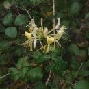 Lonicera periclymenum L. subsp. periclymenumLonicera periclymenum L. subsp. periclymenum