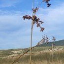 Juncus acutus L. subsp. leopoldi (Parl.) SnogerupJuncus acutus L. subsp. leopoldi (Parl.) Snogerup