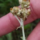 Helichrysum luteoalbum (L.) Rchb.Helichrysum luteoalbum (L.) Rchb.