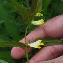 Melampyrum pratense L.Melampyrum pratense L.