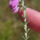 Erica tetralix L.Erica tetralix L.