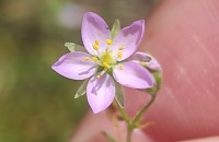 Spergularia capillacea (Kindb.) Willk.Spergularia capillacea (Kindb.) Willk.