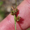 Carex pilulifera L.Carex pilulifera L.