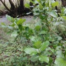 Hydrangea macrophylla (Thunb.) Ser.Hydrangea macrophylla (Thunb.) Ser.